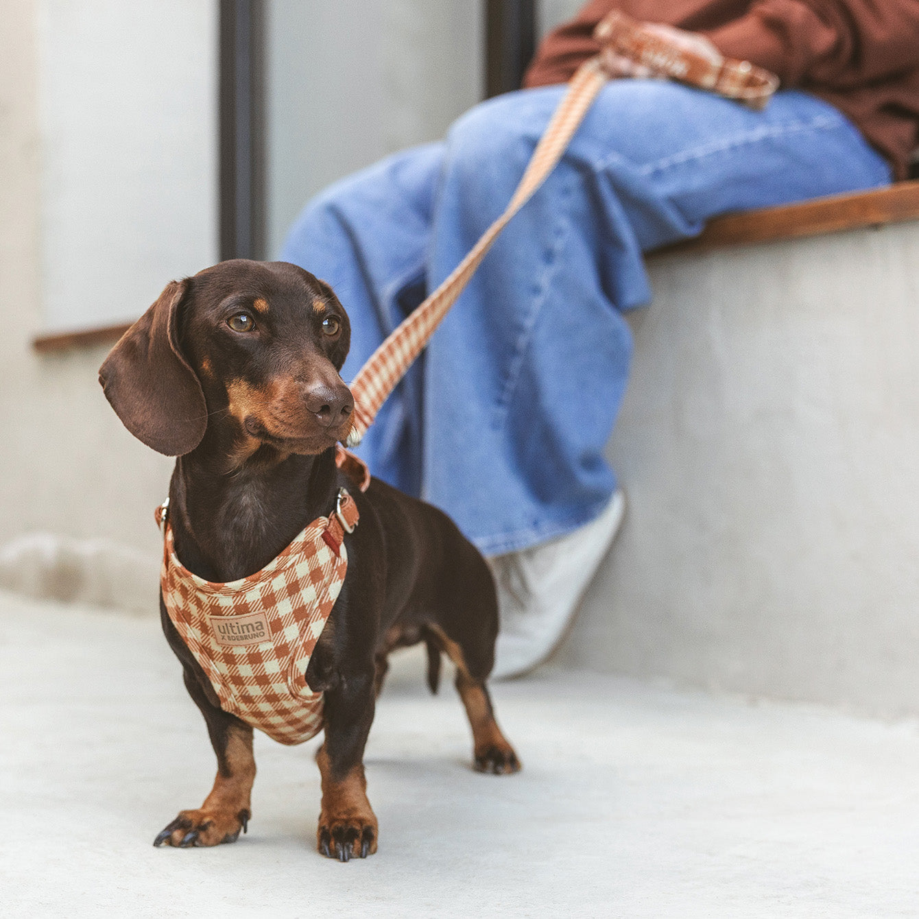 Pettorina cane “Ci unisce l’amore”